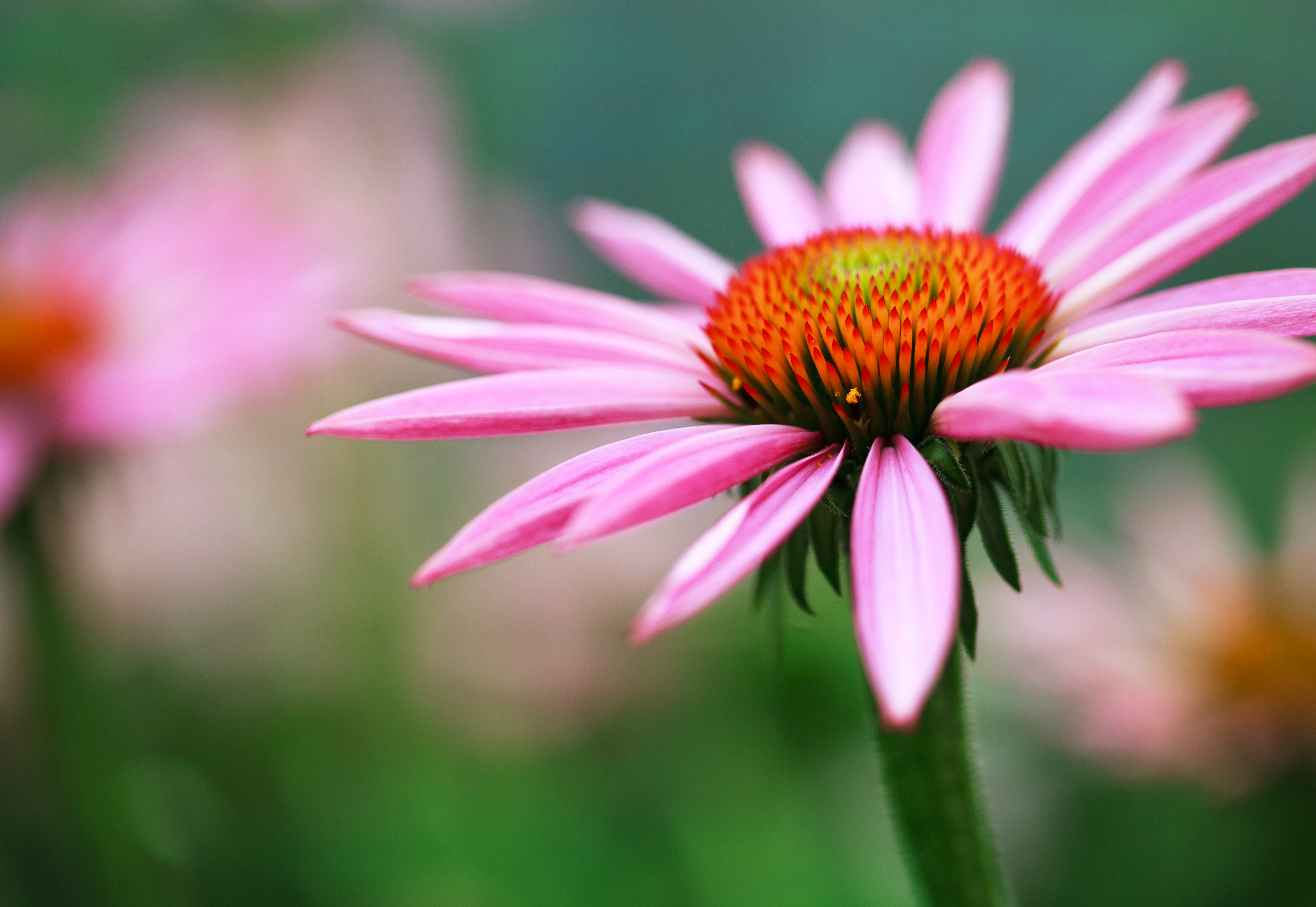 Environmental Allergy Treatment